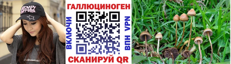 наркотики Хабаровск Галлюциногенные грибы Cubensis