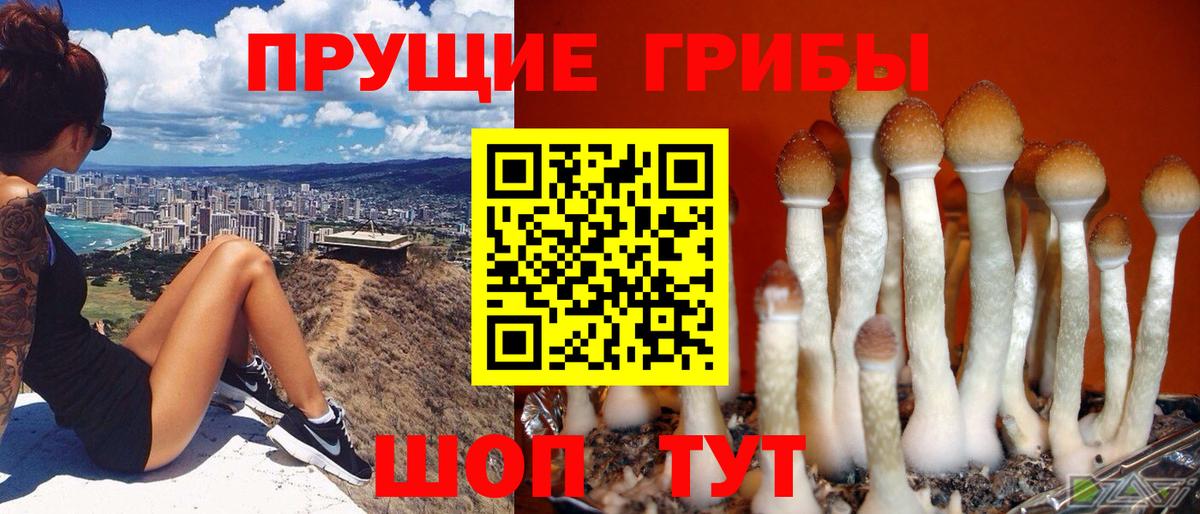 Галлюциногенные грибы Psilocybe Хабаровск